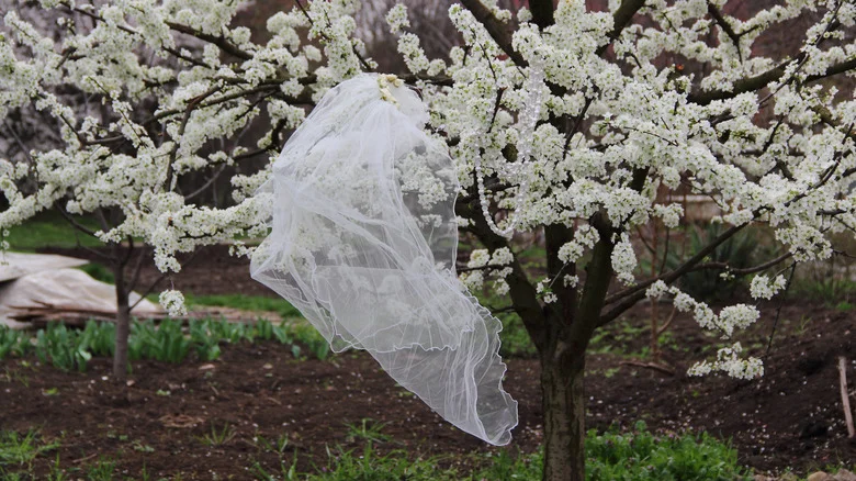 Wait, Why Are Gardeners Putting A Wedding Veil Over Their Plants?