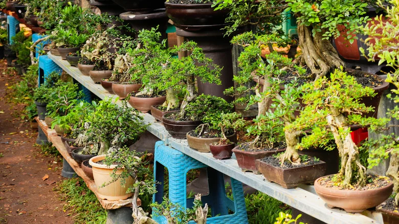 Want A Bonsai Collection? Here’s How To Choose The Best Plant To Start From