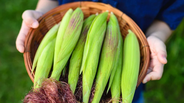 Want To Grow Corn But Have No Pollinators In Your Yard? Here’s The Planting Method To Try