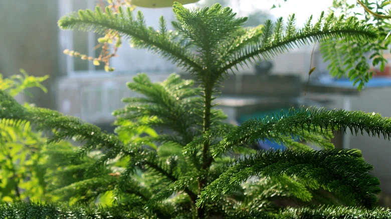 Want To Keep Your Norfolk Pines Safe This Winter? Martha Stewart Has You Covered