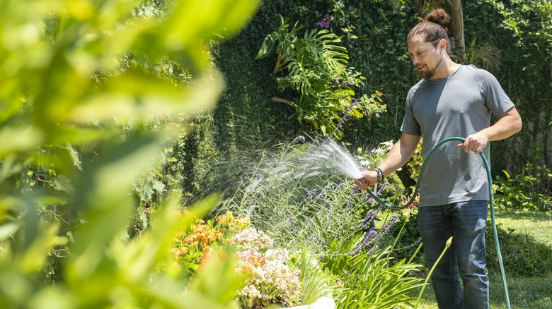 Watering Plants In Full Sun – Does It Cause More Harm Than Good?