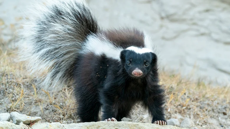 Ways To Get Unwanted Skunks Out Of Your Yard