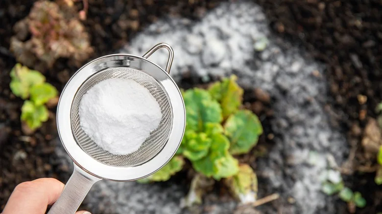 Ways You Can Safely Use Baking Soda In Your Yard & Garden (& When To Avoid It)