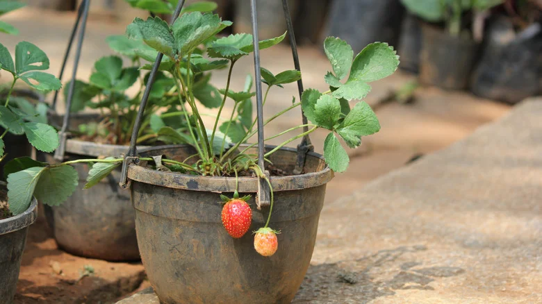 We Bet You Didn’t Know You Could Grow Your Own Strawberries In A Gutter