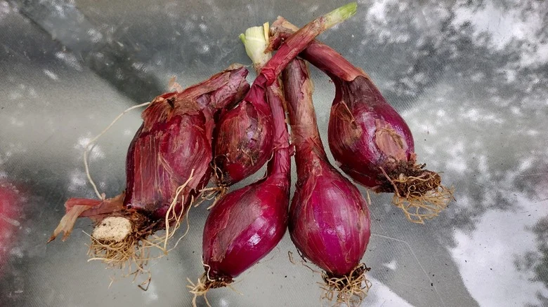 We Tried Growing Fresh Onions From Old Sprouted Ones And Rejoice: No Green Thumb Required