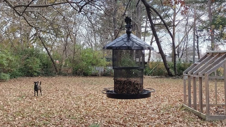 We Tried The Highest Rated Squirrel-Proof Bird Feeder From Amazon For Under $50 With TK Results