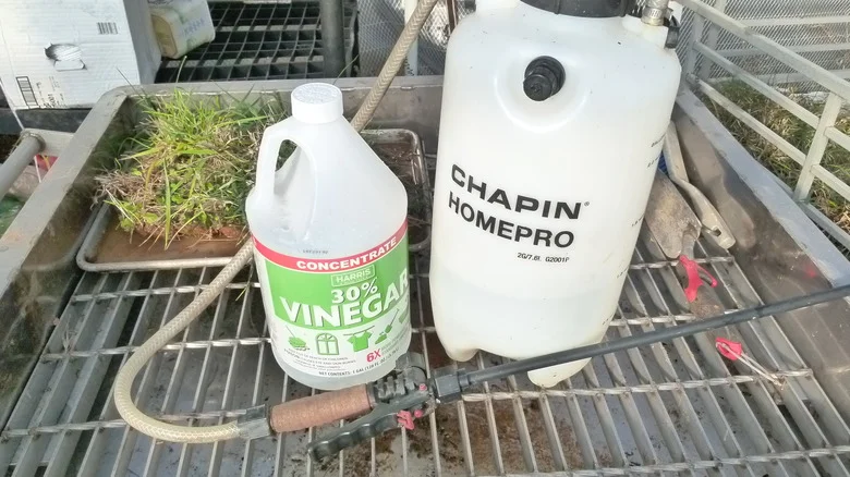 We Tried The Two Top Organic Alternatives To Roundup Weed Killer With TK Results