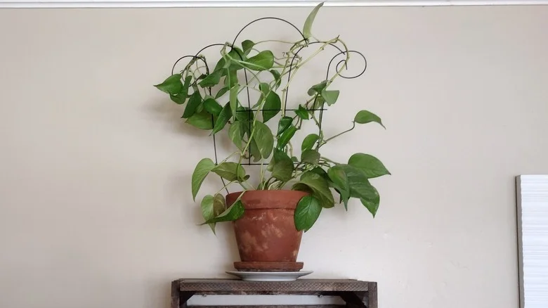 We Tried Using A Dollar Tree Trellis For Our Houseplants With TK Results