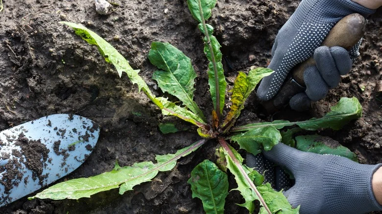 Weeds Don’t Stand A Chance Against This Simple Cardboard Box Hack