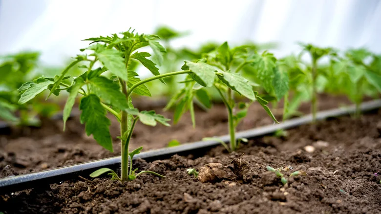 We’ve Heard About The Root Genie Garden Nozzle, But Is It Worth Buying?