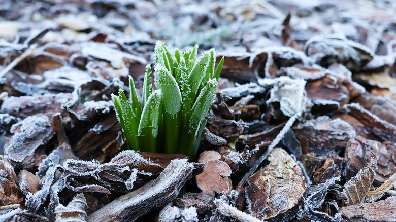 What An Early Freeze Means For Fall Plants & Crops