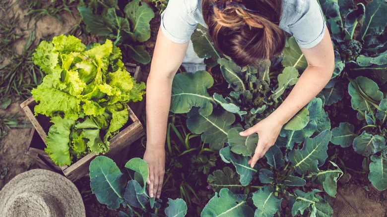 What Are Edimentals? What To Know About The Newest Garden Trend