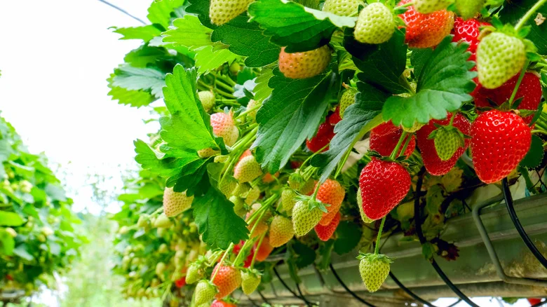 What Are Hydroponic Strawberries, And How Do You Grow Them?