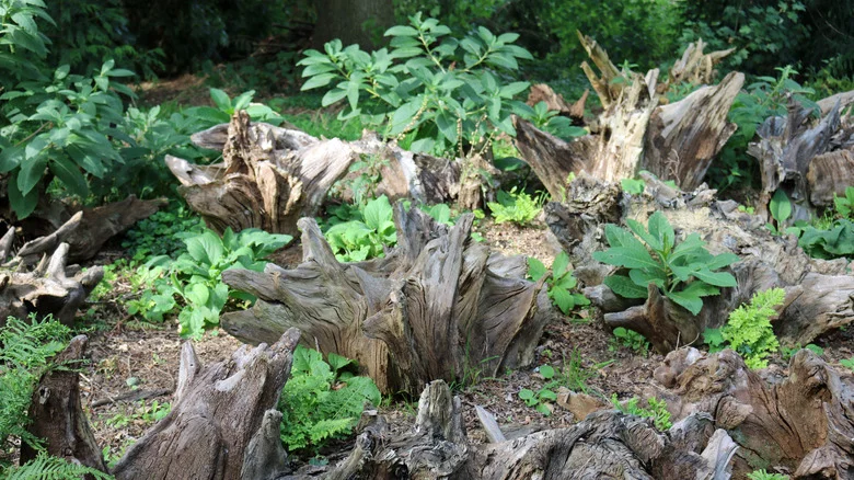 What Are Stumperies? What To Know About The 2024 Garden Trend