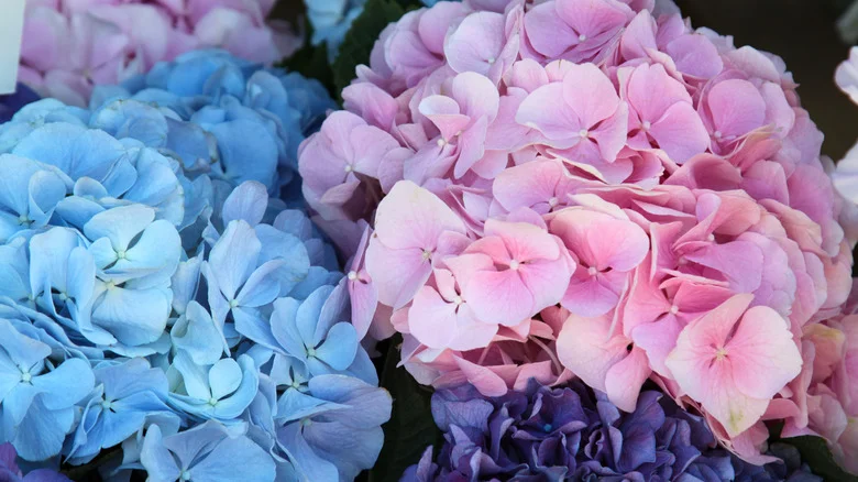 What Are The Benefits Of An ‘Old Wood’ Hydrangea?