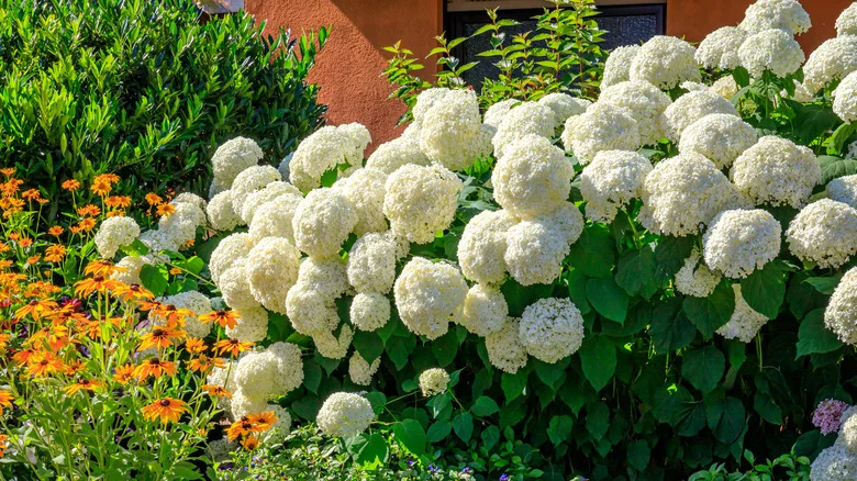 What Are The Benefits Of Growing New Wood Hydrangeas?