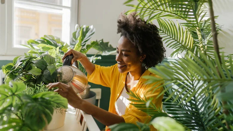 What Distilled Water Can And Can’t Do For Plants