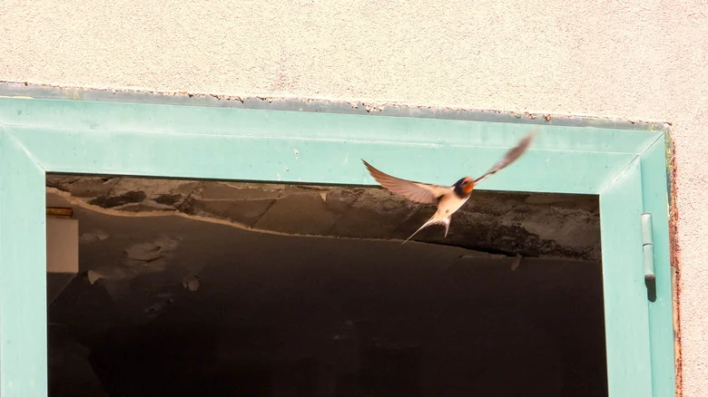 What Do I Do If Birds Are Attacking My Windows?