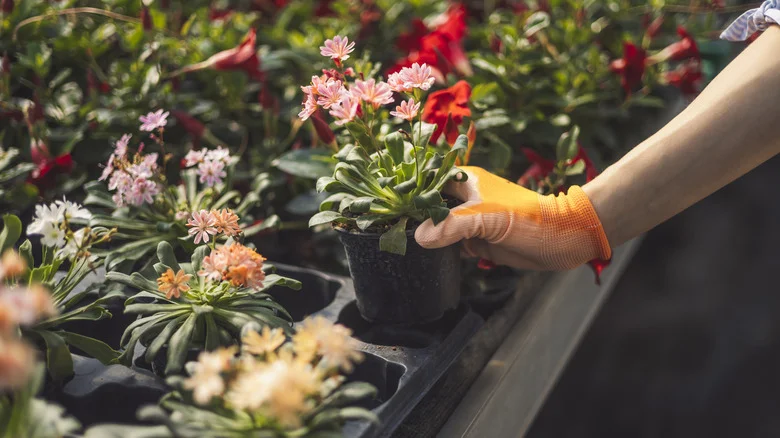 What Do The Numbers On Plastic Nursery Pots Mean?