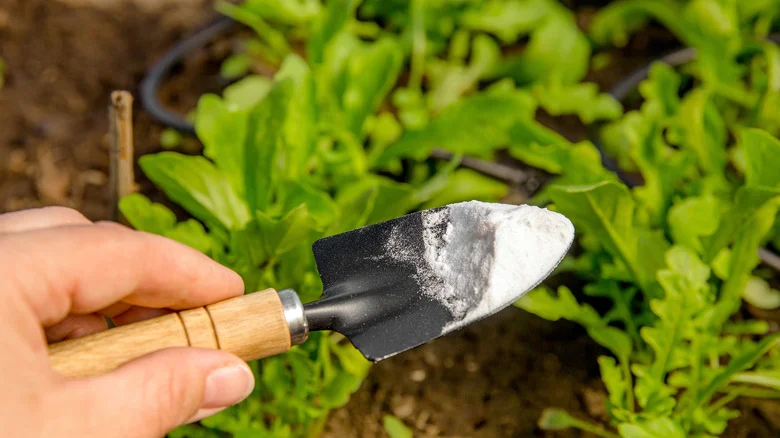 What Every Gardener Should Know Before Using Baking Soda On Plants