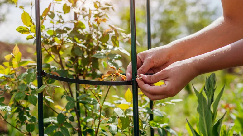 What Garden Trellis You Should Be Using, Based On What You’re Growing