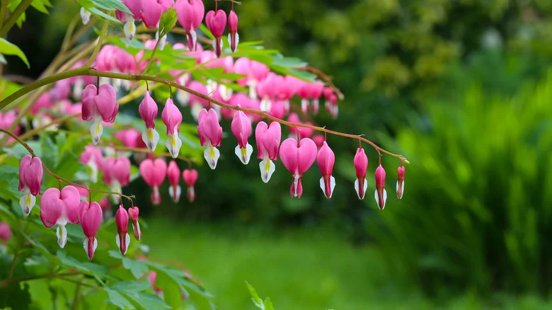 What Happens If You Don’t Cut Back Bleeding Hearts?