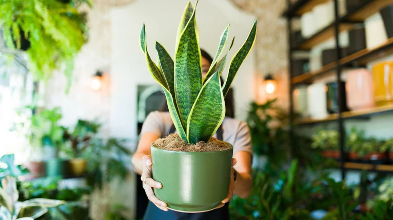 What Happens If You Plant A Snake Plant Outdoors?