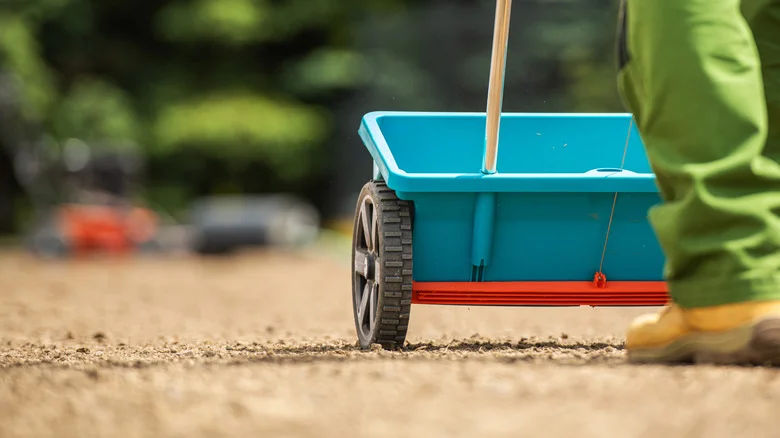 What Happens If You Plant Grass Seed Before A Downpour?