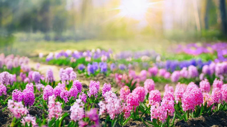What Happens If You Plant Hyacinth Bulbs In The Spring?