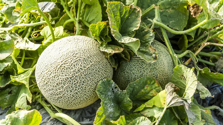 What Happens When You Overwater Cantaloupe Plants