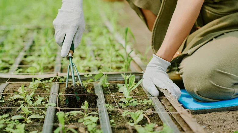 What Is A Cultivator Tool (& How To Use It In The Garden)