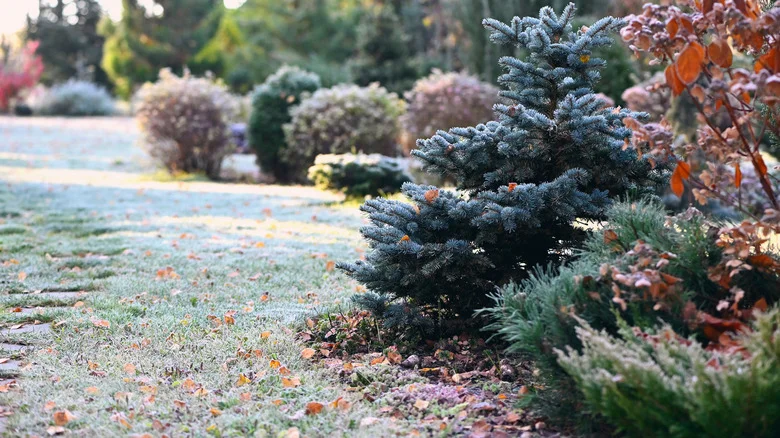 What Is A Hard Frost And What Does It Mean For Your Perennials And Annuals?