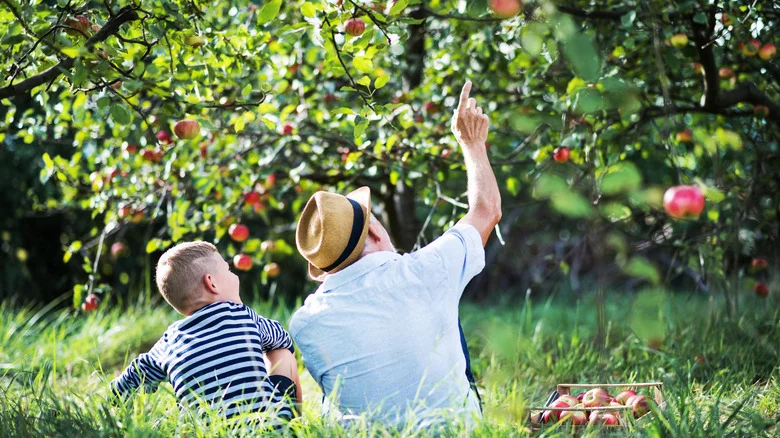 What Is A Micro-Orchard And Why Is It A Good Approach To Growing Fruit?