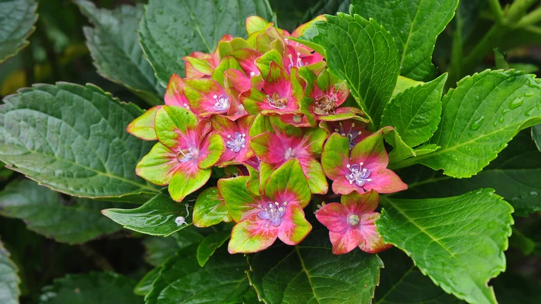 What Is A Pistachio Hydrangea (And Why It Is Illegal To Propagate Them)