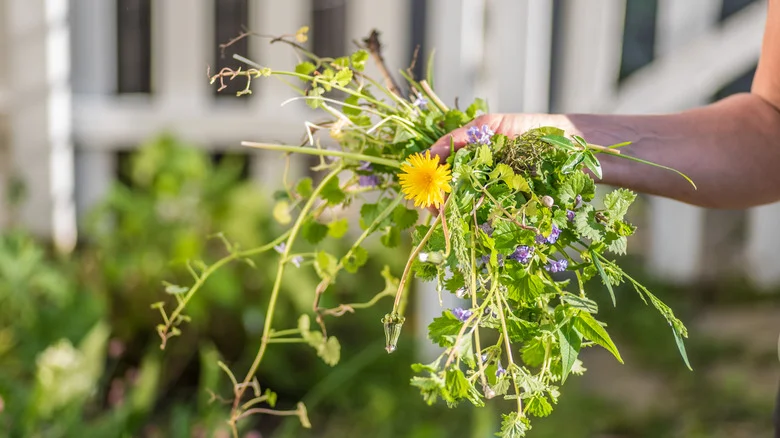 What Is A Pre-Emergent And Why Should You Apply It To Your Lawn? Our Master Gardener Weighs In