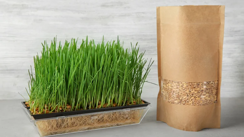 What Is A Seed Sprouter And How Can It Benefit Your Garden?