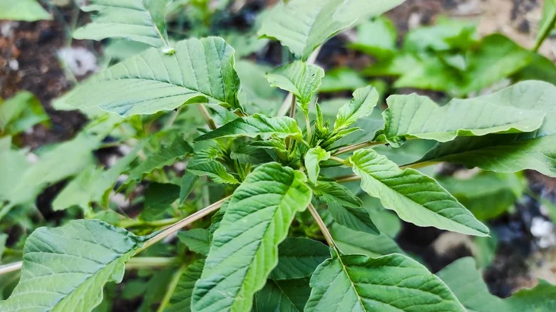 What Is Callaloo And Should You Add It To Your Garden?