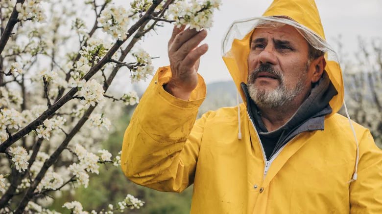 What Is Hand Pollination And Why You Should Try It