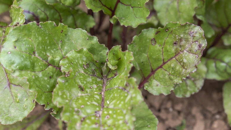 What Is Leaf Spot, And Is It Wreaking Havoc On Your Plants?
