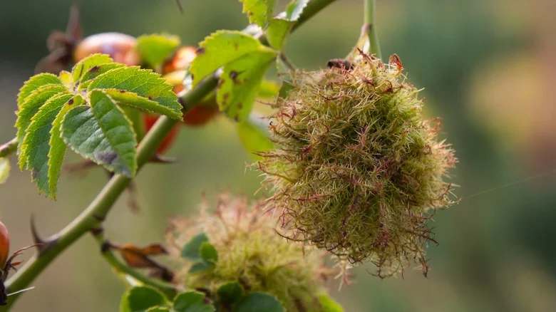 What Is Mossy Rose Gall, And Is It Harmful To Your Plants?