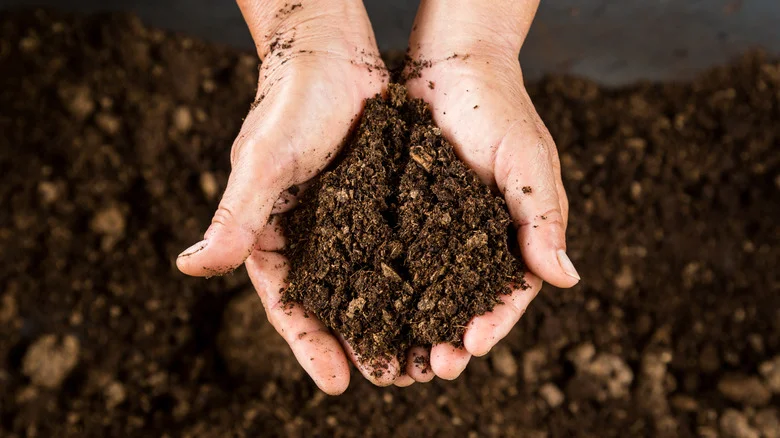 What Is Peat Vs. Peat Moss? (And Where You Could Be Using Them)