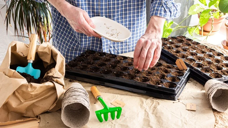 What Is Seed Scarification And Why Should You Try It?