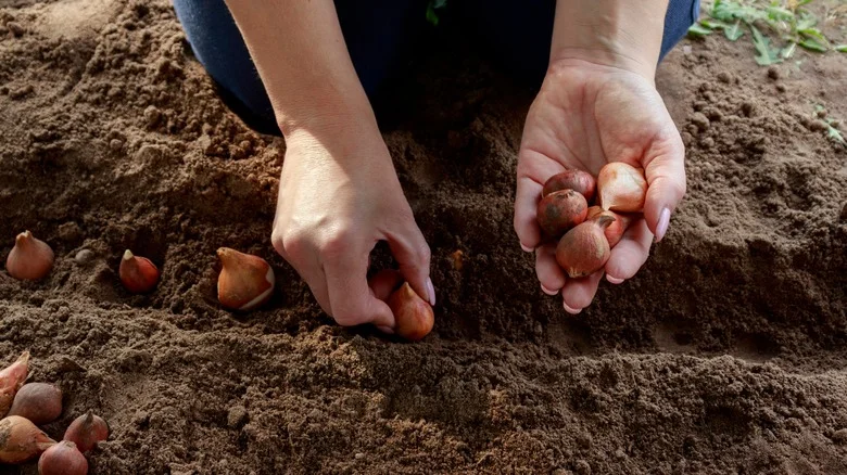 What Is The Best Time Of Year To Plant Tulips?