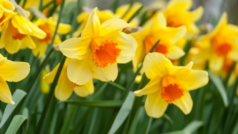 What Is The Difference Between Daffodils And Jonquils?