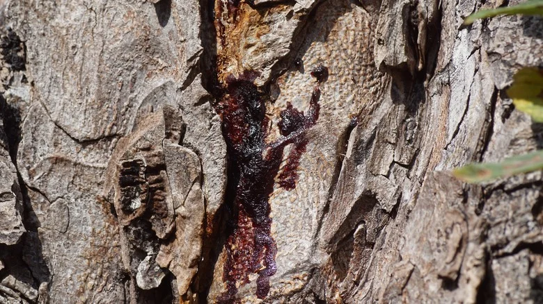 What It Means If A Tree Is Bleeding (And What To Do About It)