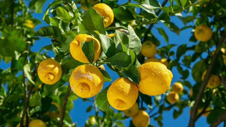 What It Means If You See Aluminum Foil Wrapped Around A Lemon Tree (And Why You Should Try It)
