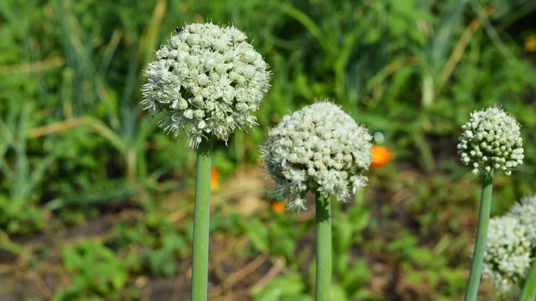 What It Means If Your Onion Plant Starts Flowering
