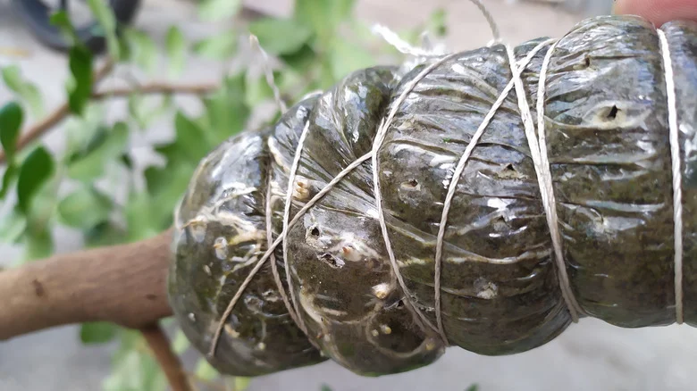 What It Means When A Bag Of Dirt Is Tied To Tree Branches