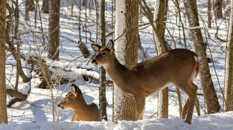 What Most People Get Wrong About Using Deer Repellent In The Winter