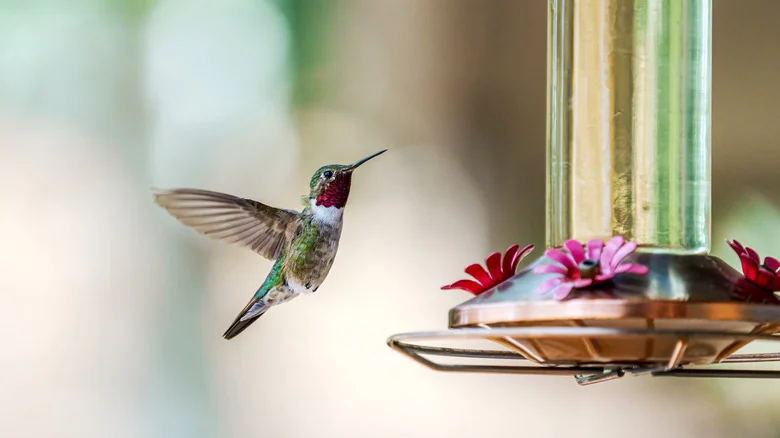 What Really Happens When You Put More Than One Hummingbird Feeder In Your Yard